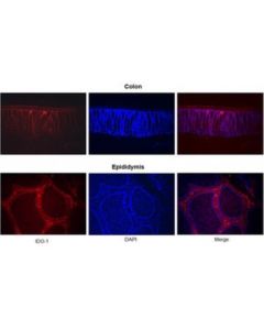 Millipore Anti-Ido-1 Antibody, Clone 4b7 | Mabf850