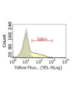 Millipore Anti-Sap/Sh2d1a Antibody, Clone 1a9