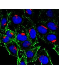 Millipore Anti-Mpr300/Igf-2r/Cd222 Antibody, Clone 2c2