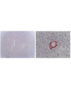 Millipore Anti-Notch 3 Antibody, Ecd, Clone 2g8