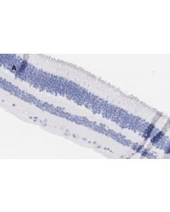 Sigma-Aldrich Anti-Brn3a, Clone 4l5 Zoom